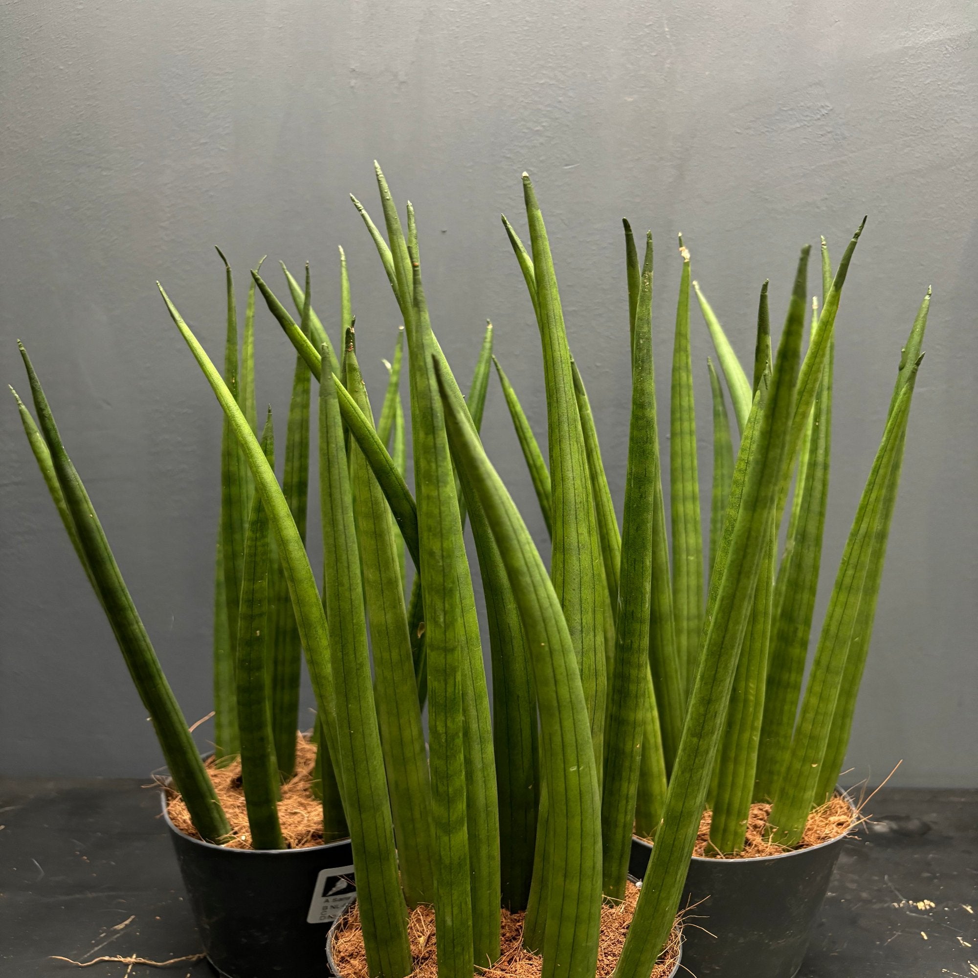 Sansevieria cylindrica