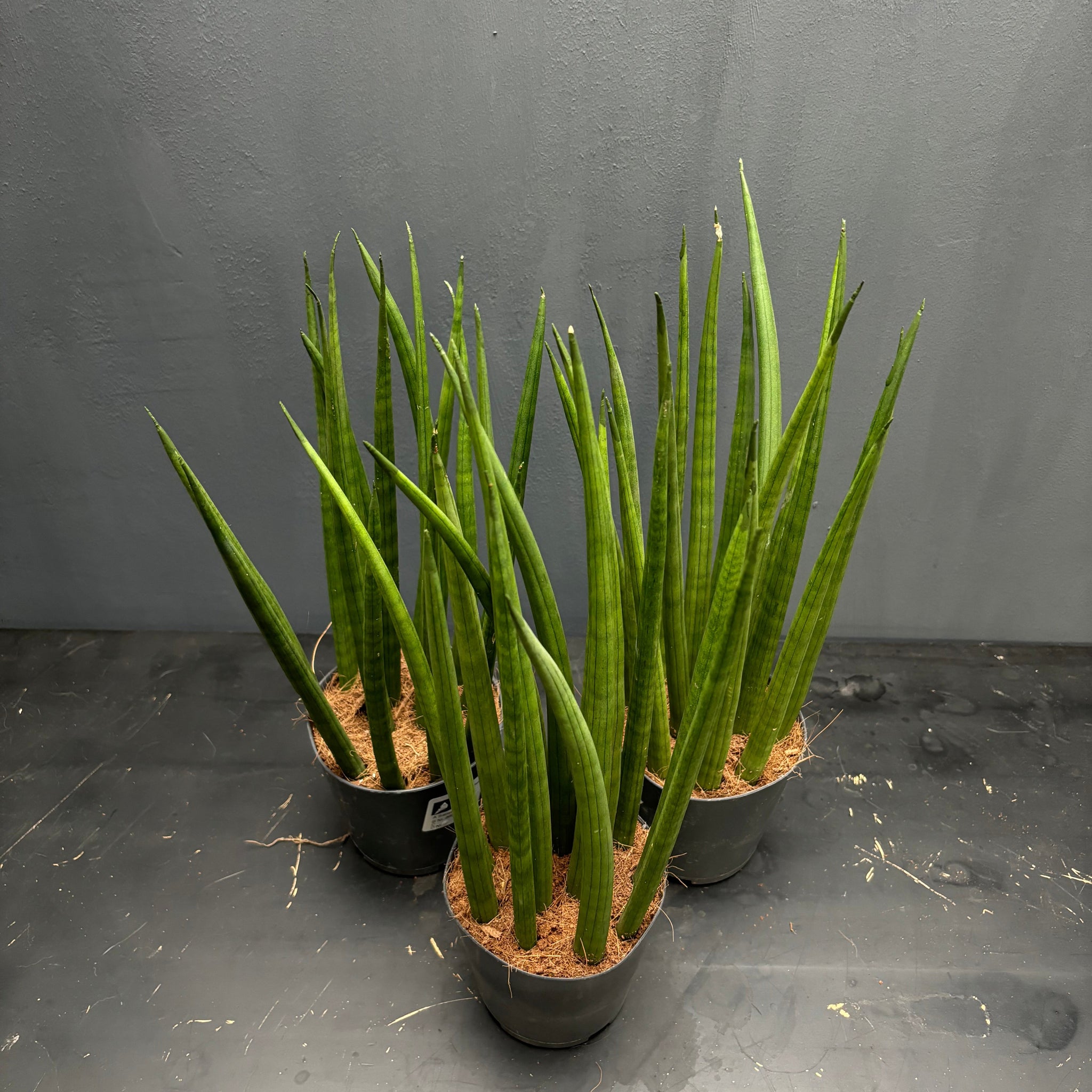 Sansevieria cylindrica