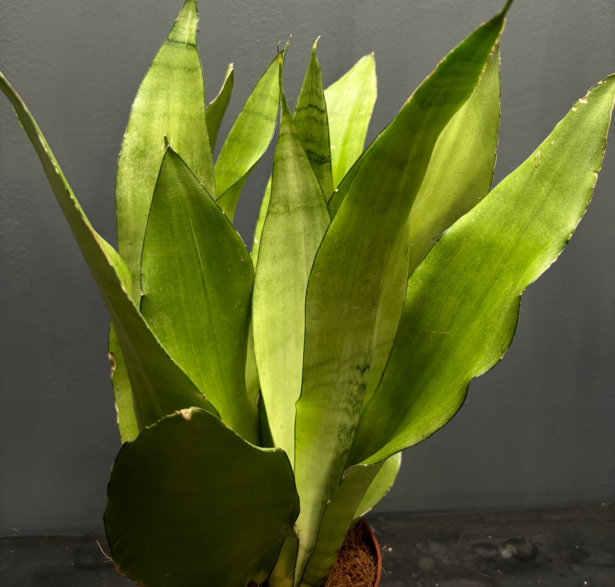 Sansevieria trifasciata Moonshine