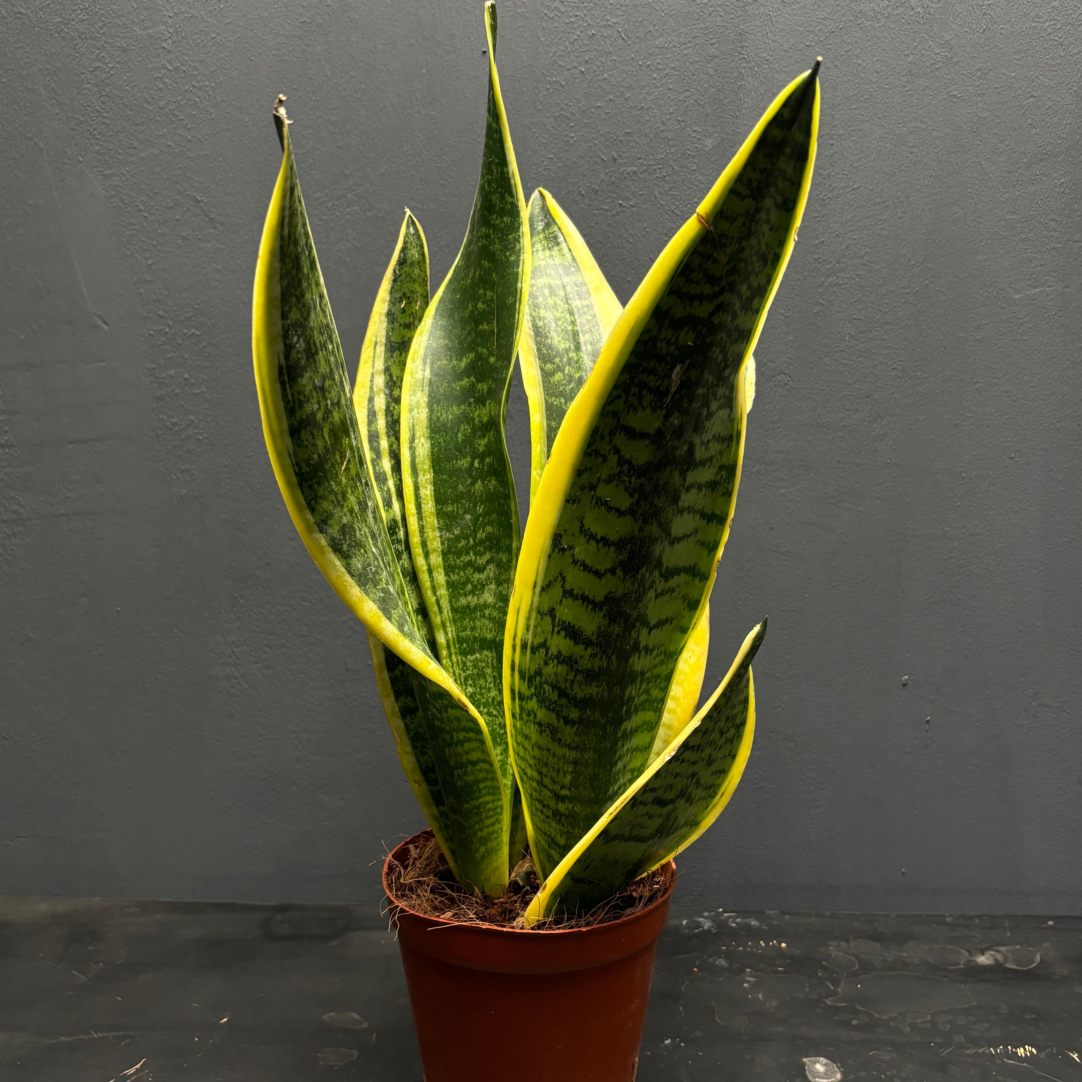 Sansevieria trifasciata var. Laurentii – Green Mirrors