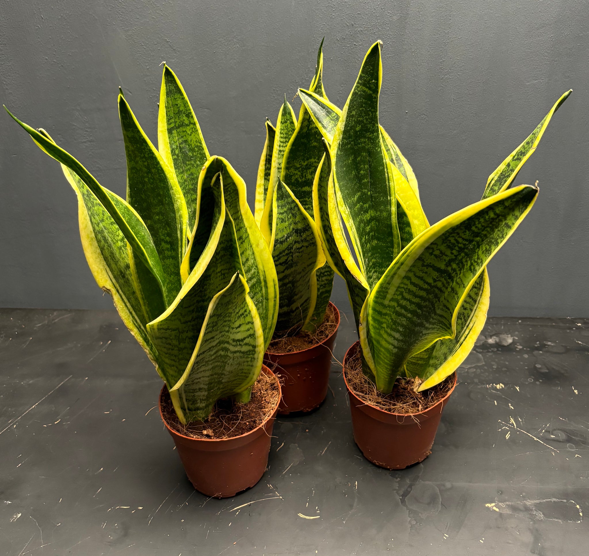 Sansevieria trifasciata var Laurentii