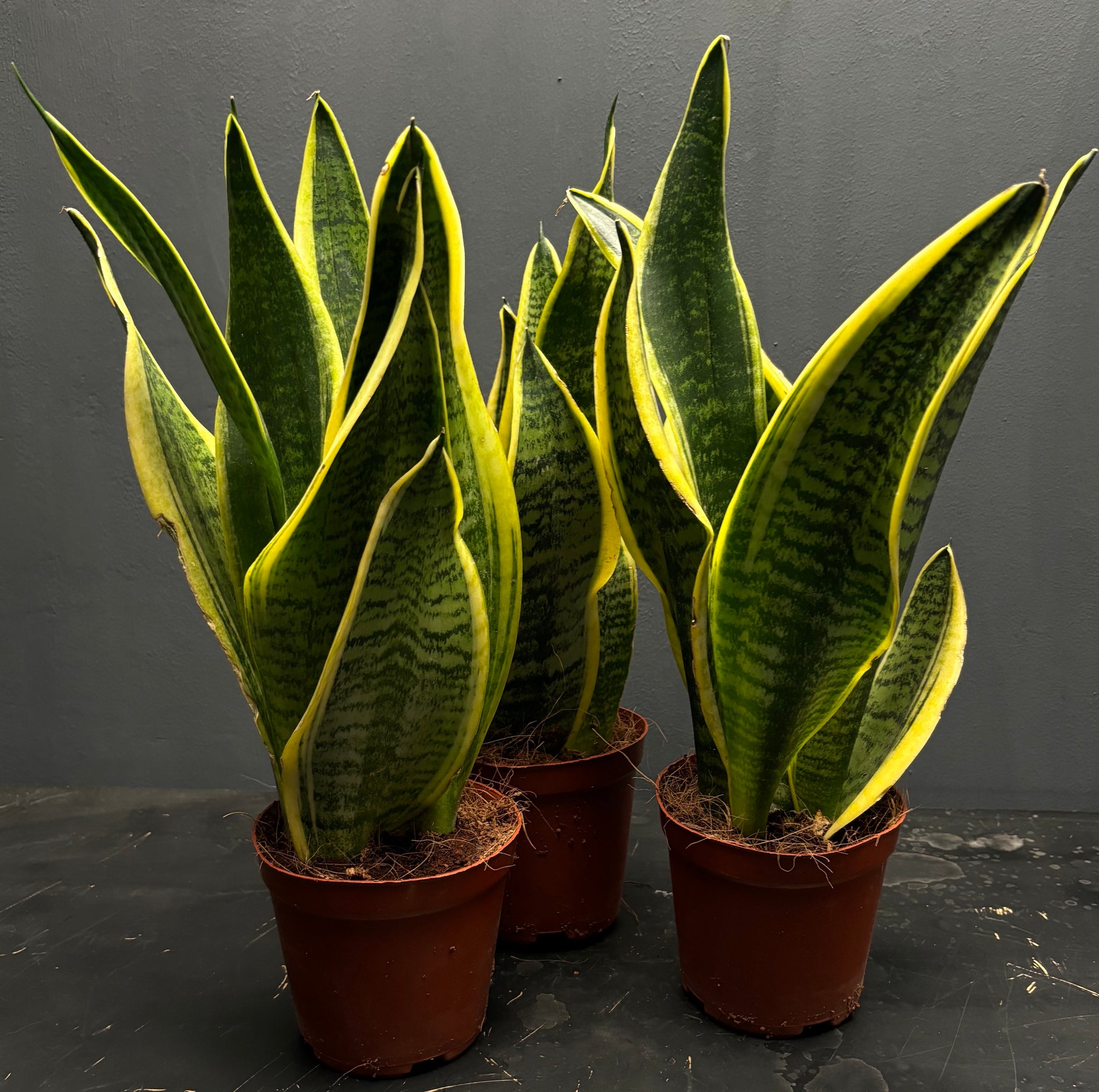 dracaena laurentii Sansevieria trifasciata var. Laurentii – Green Mirrors