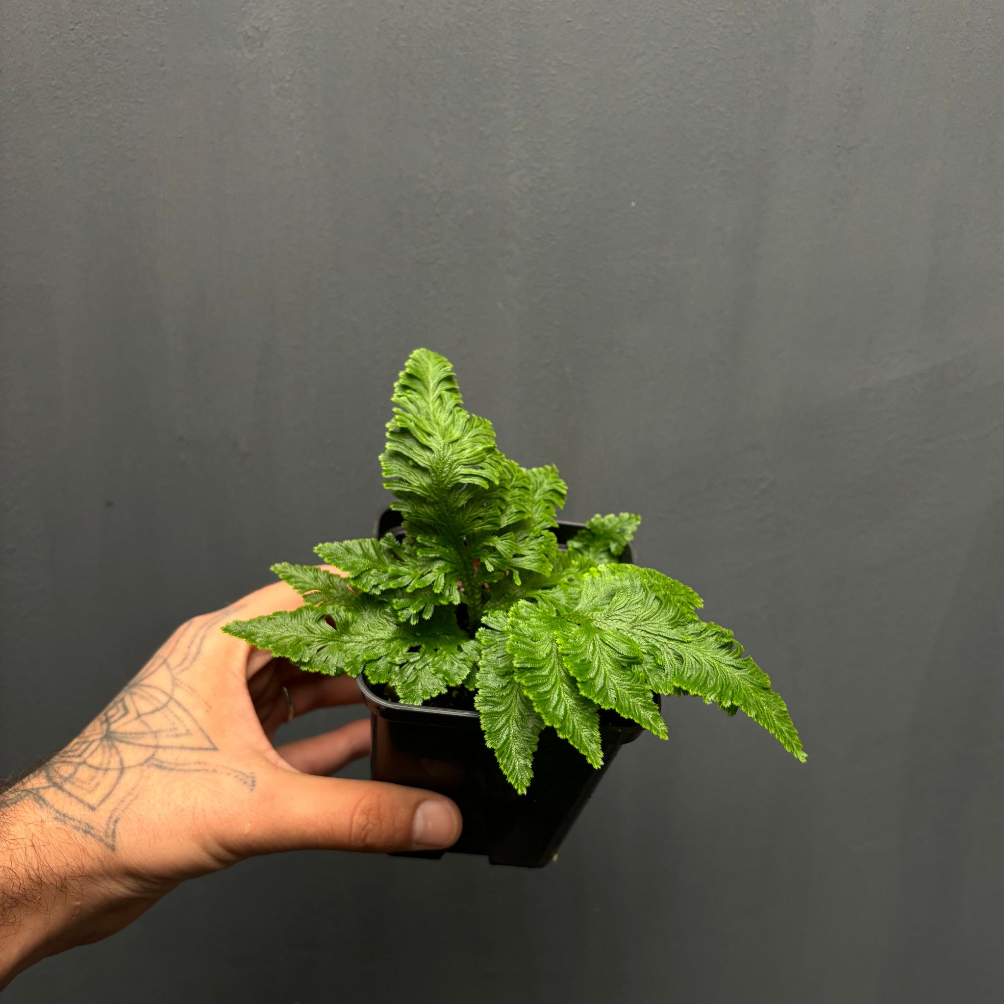 Selaginella uncinata green form