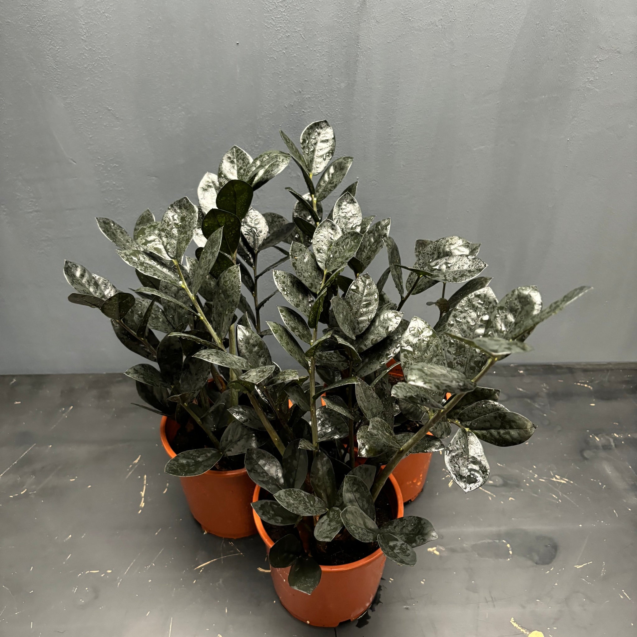 Zamioculcas zamiifolia Raven