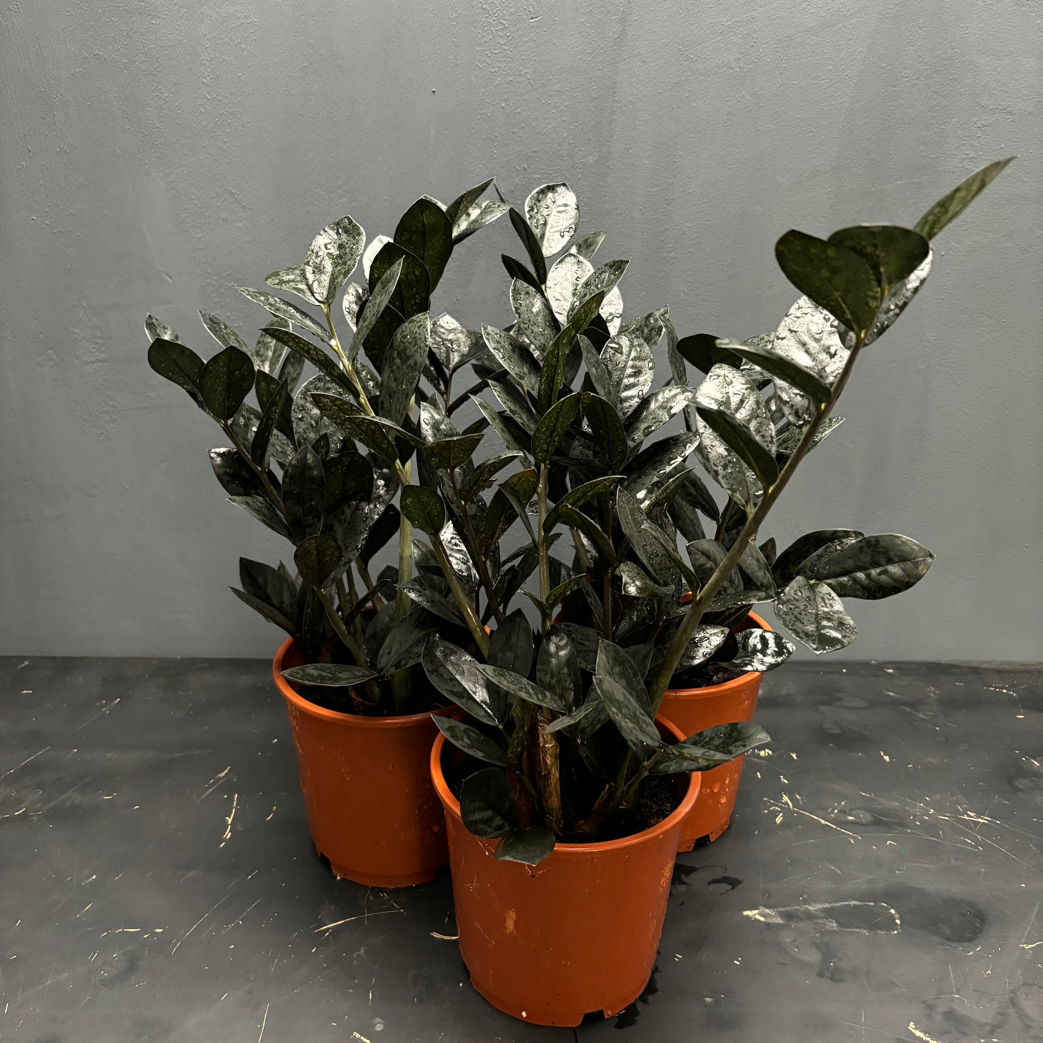 Zamioculcas zamiifolia Raven