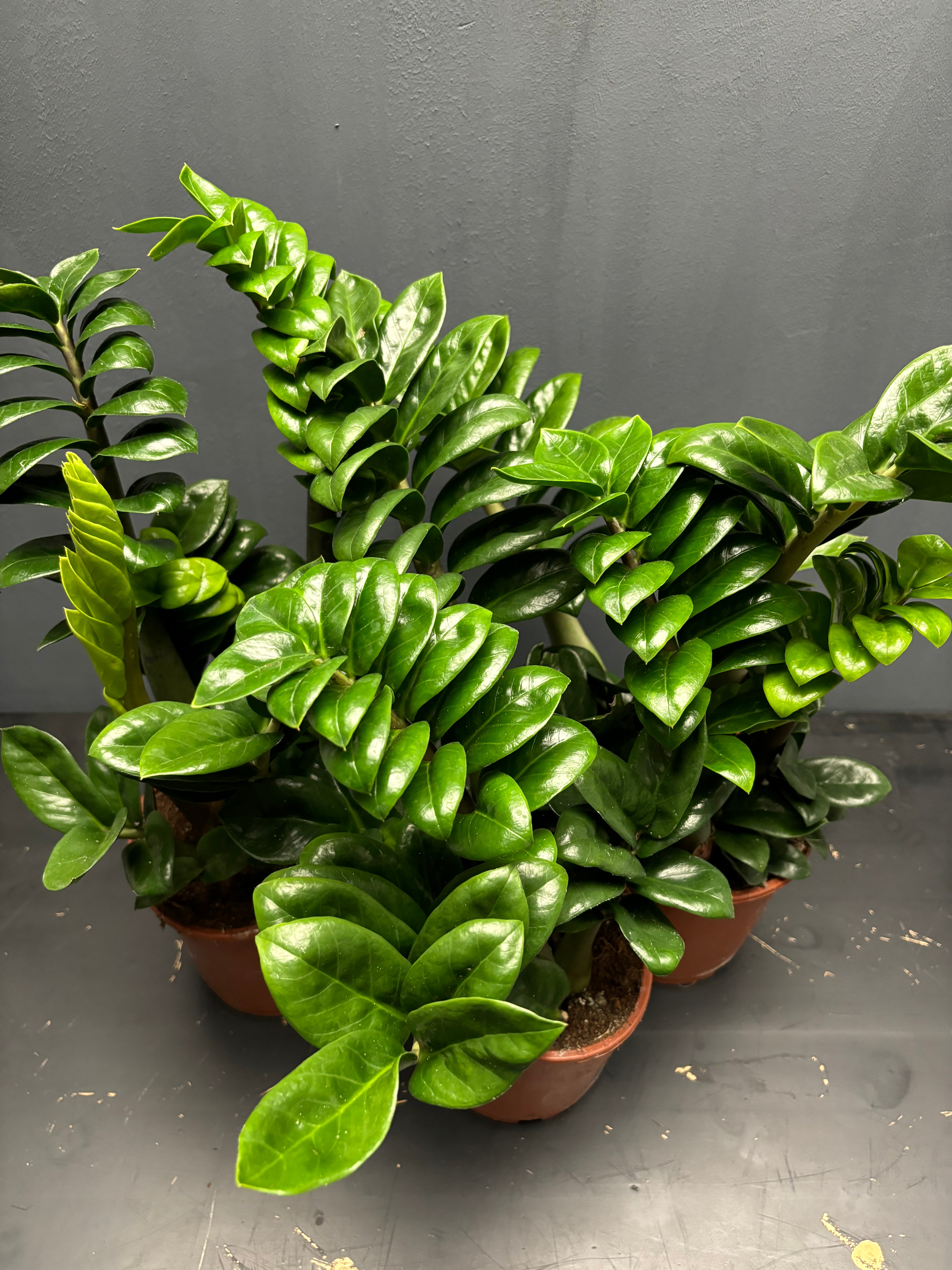 Zamioculcas zamiifolia 'Raven' – Green Mirrors