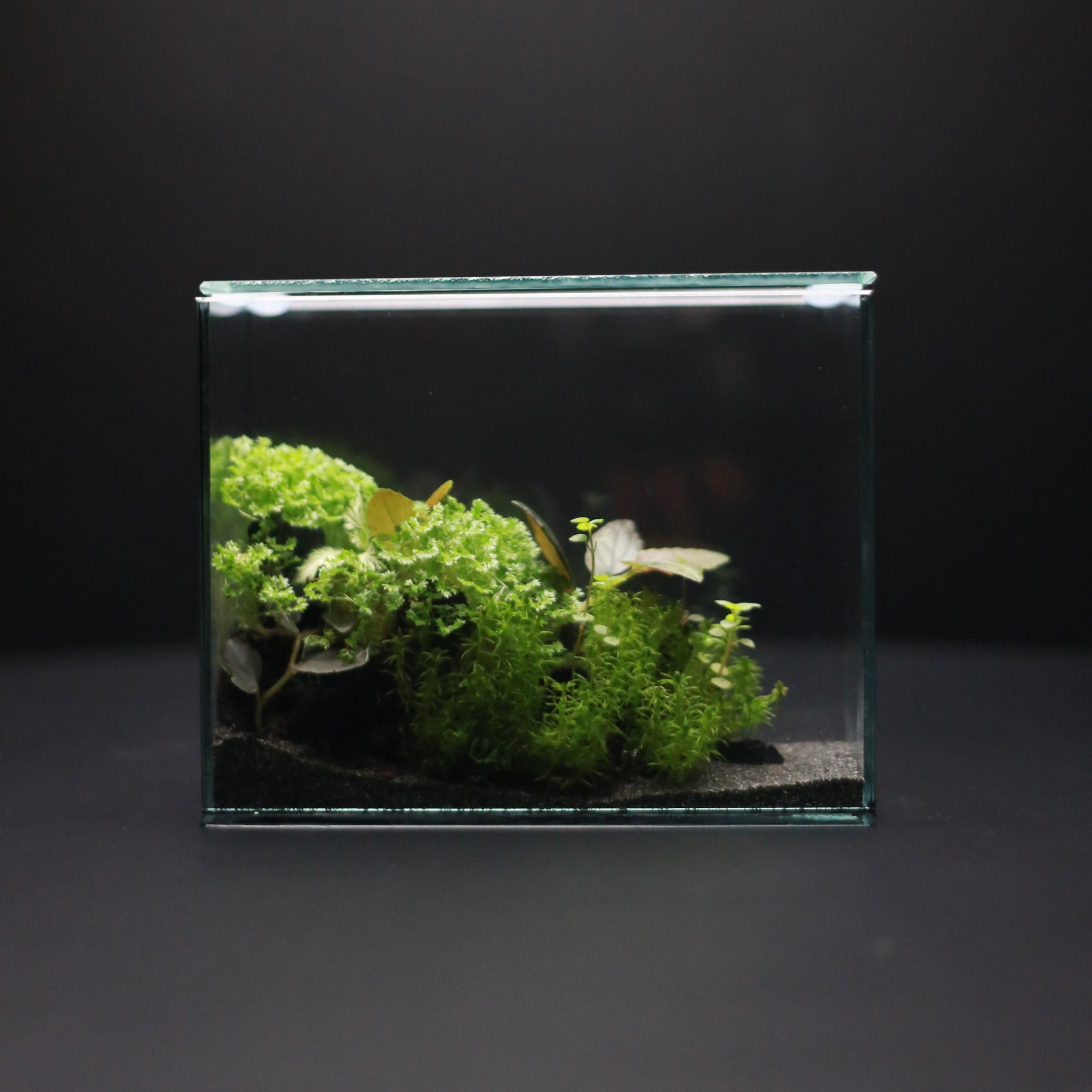 Green Mirrors Terrarium - Diorama 3