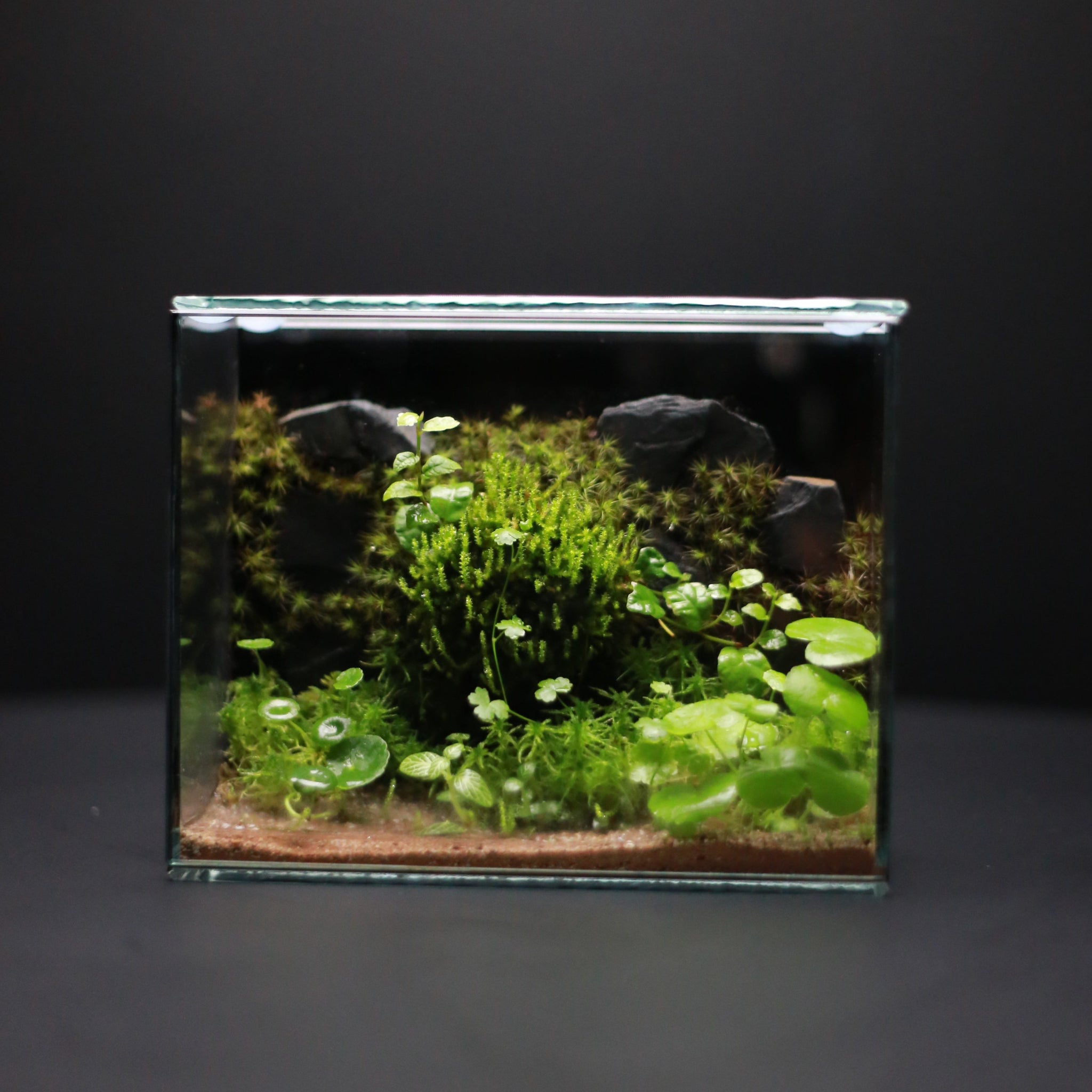 Green Mirrors Terrarium - Diorama 4