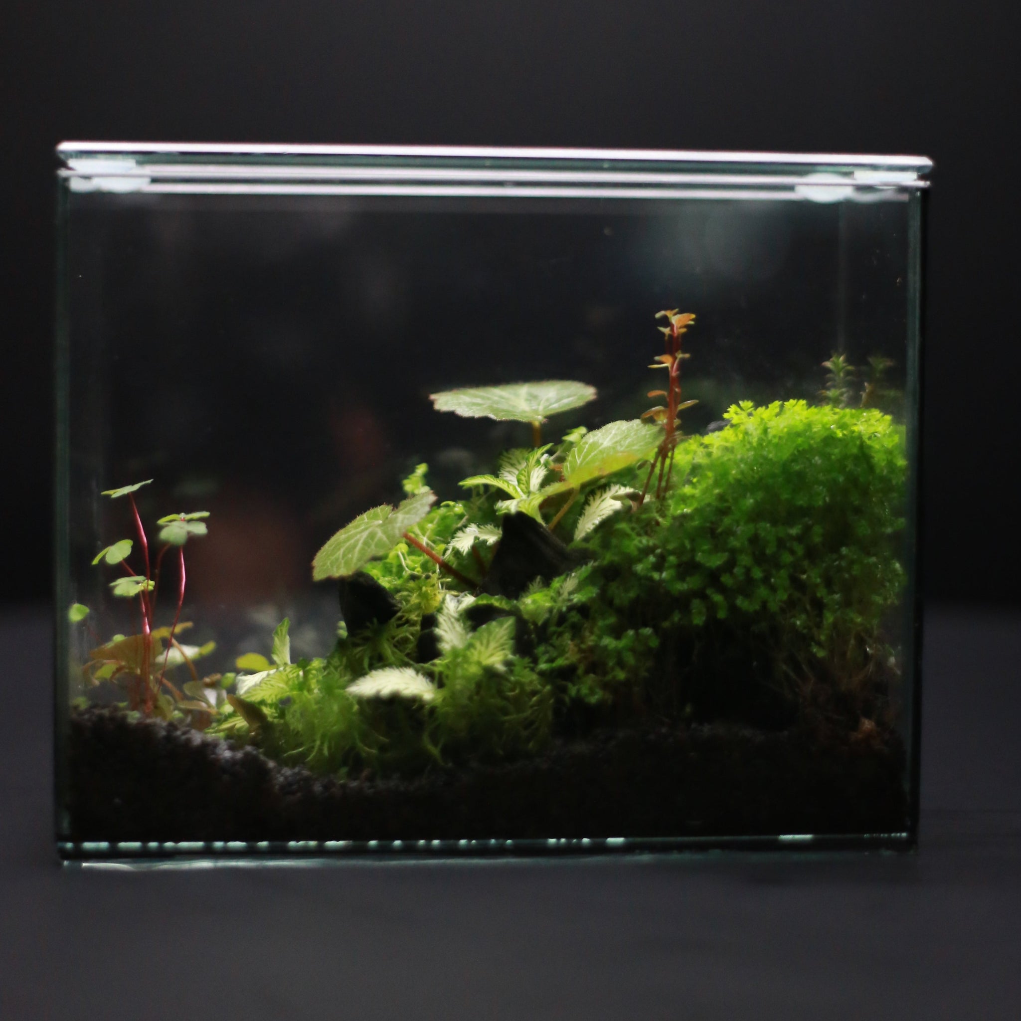 Green Mirrors Terrarium - Diorama 5