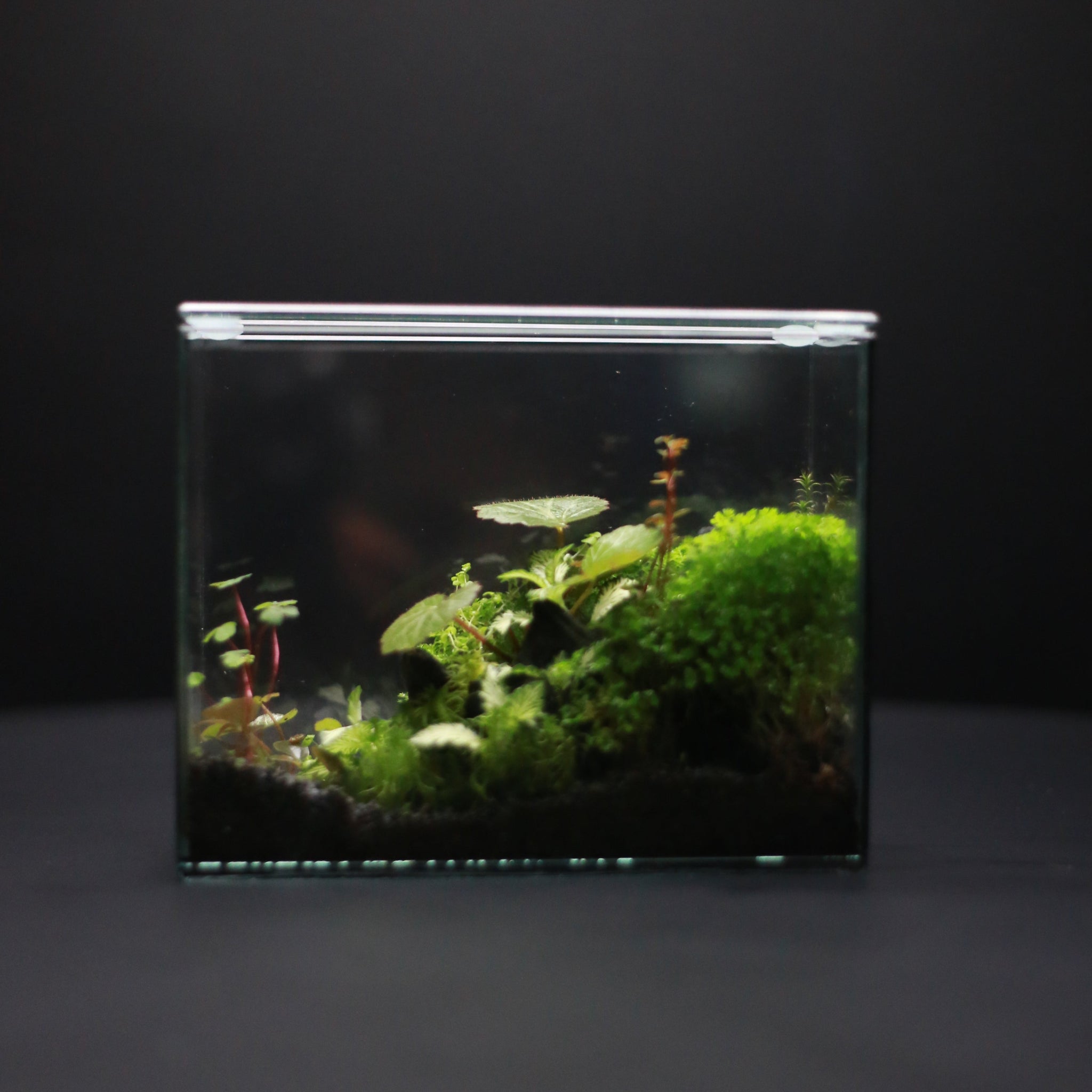 Green Mirrors Terrarium - Diorama 5