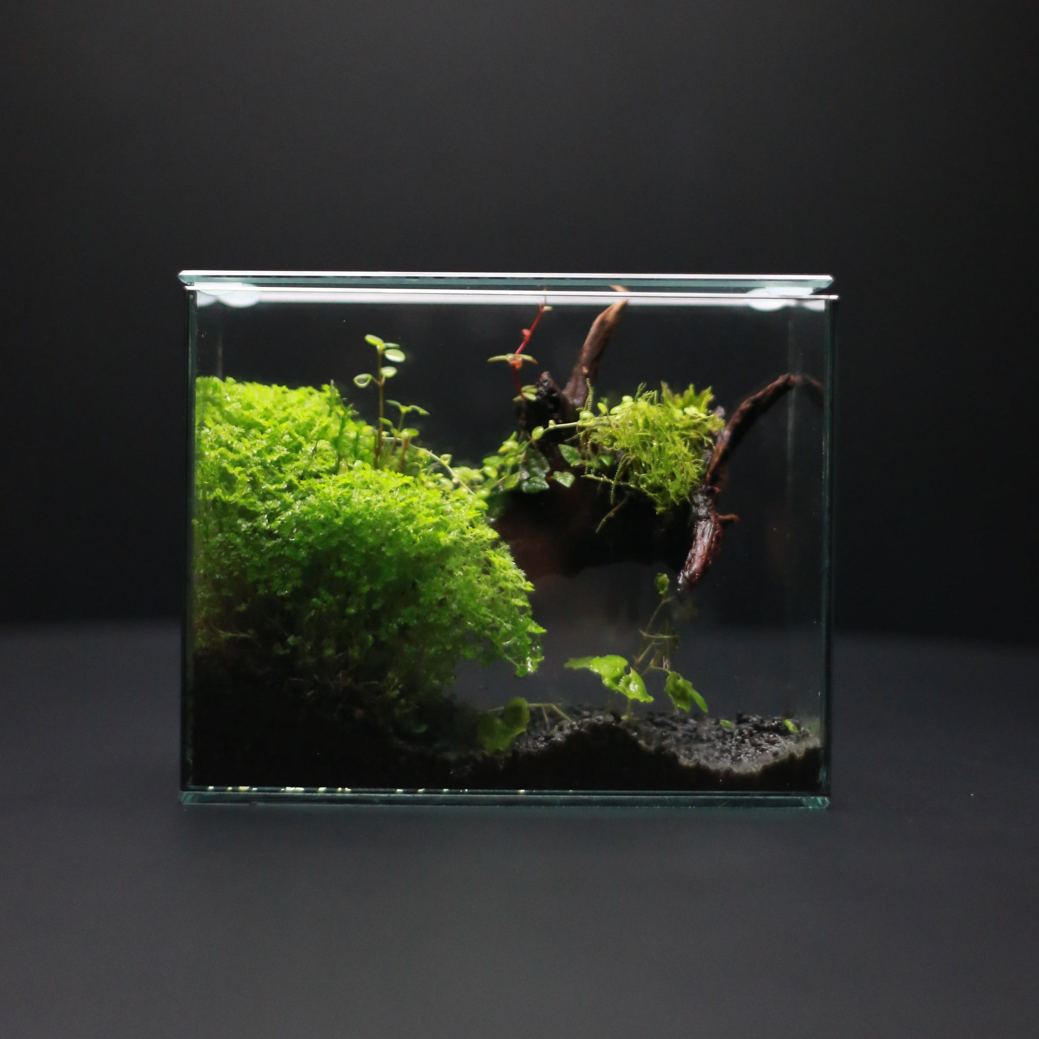 Green Mirrors Terrarium - Diorama 1