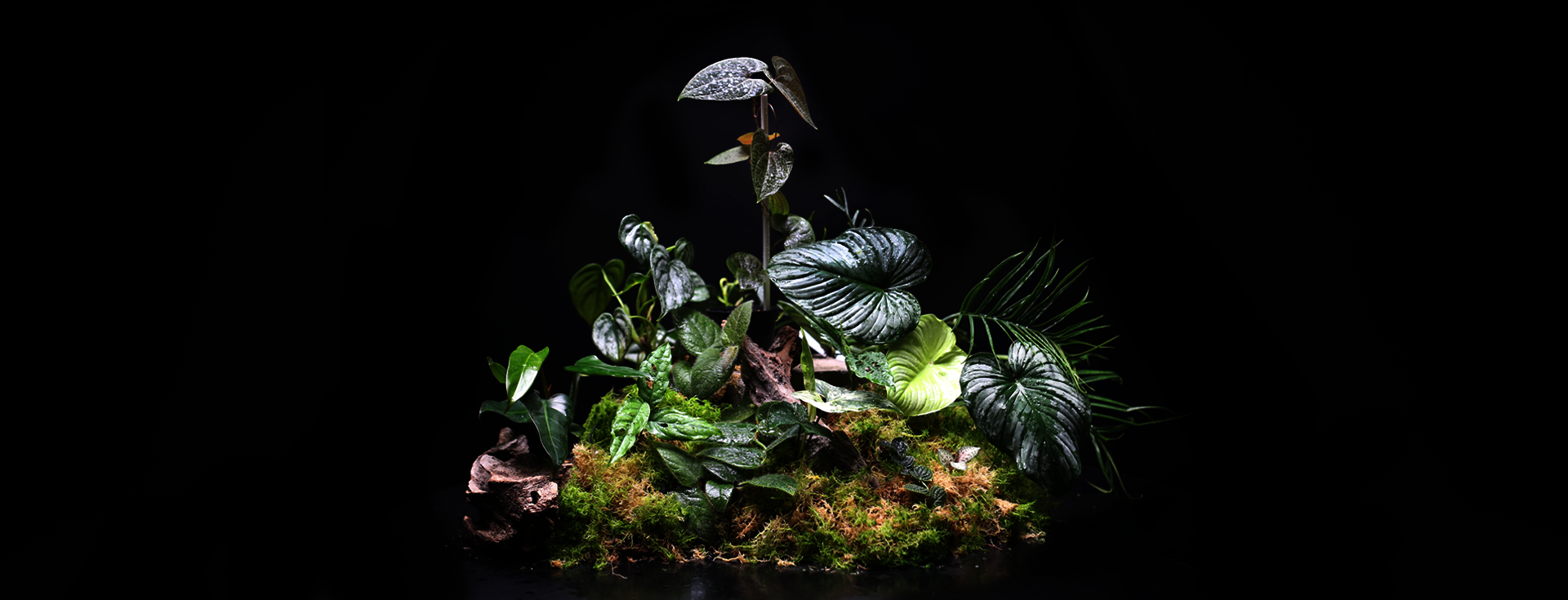 green-mirrors-plants