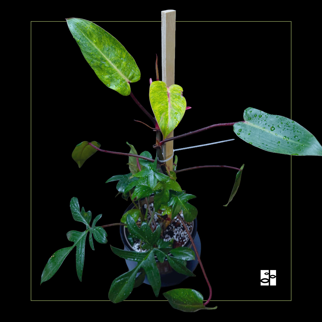 Philodendron Painted Lady pedatum mix