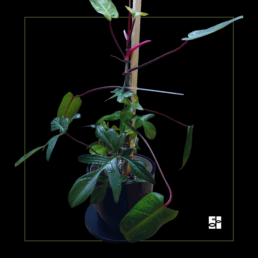 Philodendron Painted Lady pedatum mix