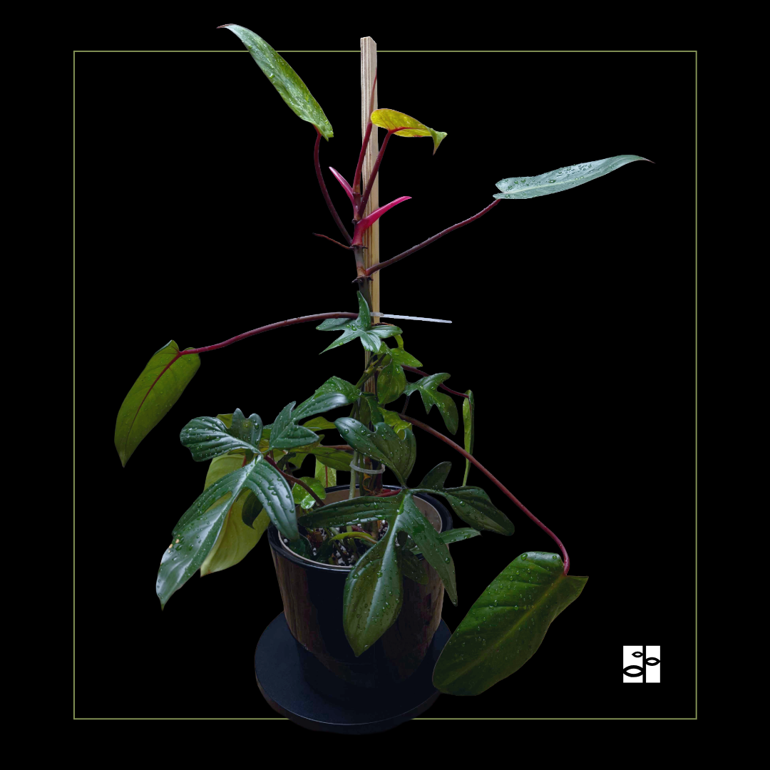 Philodendron Painted Lady pedatum mix
