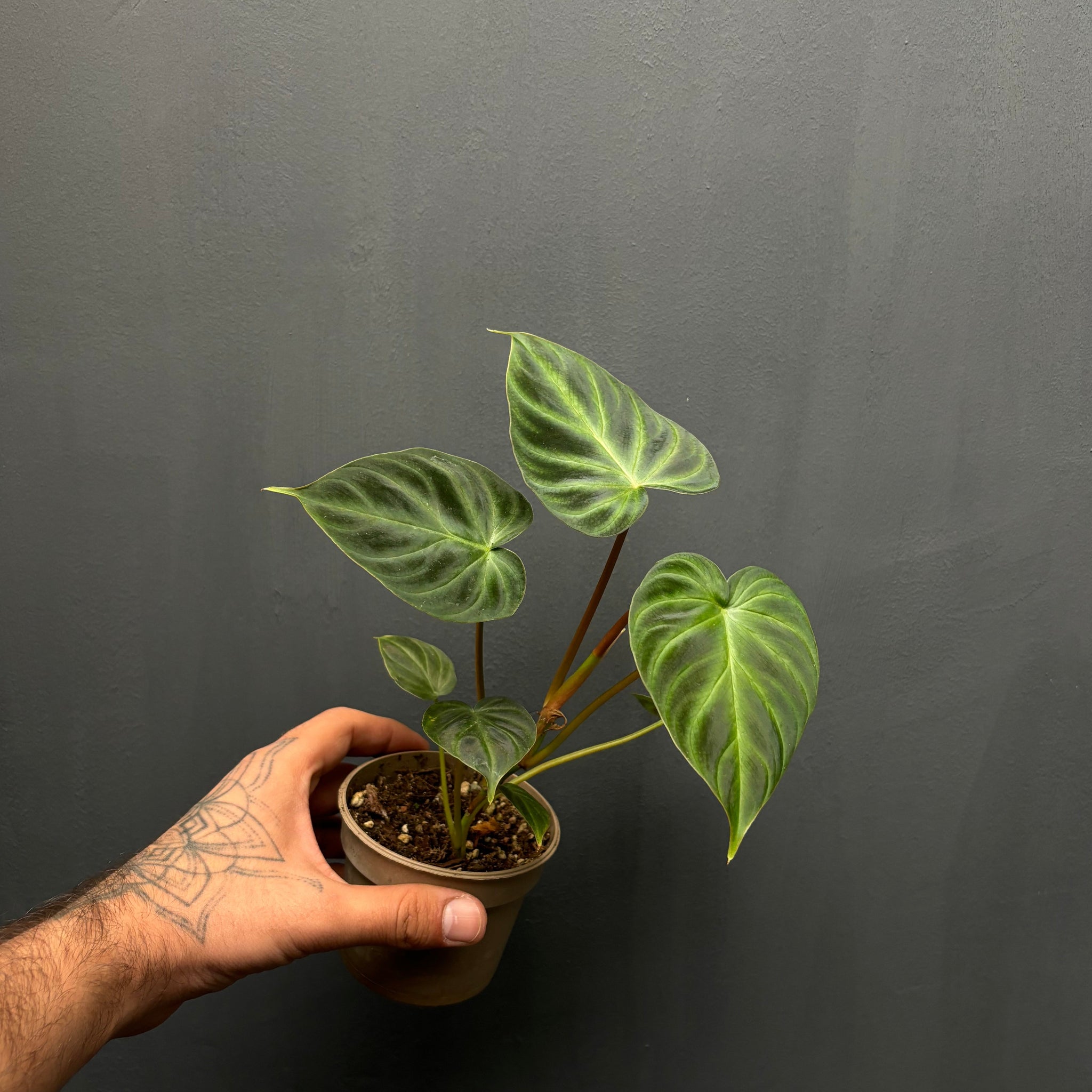 Philodendron verrucosum