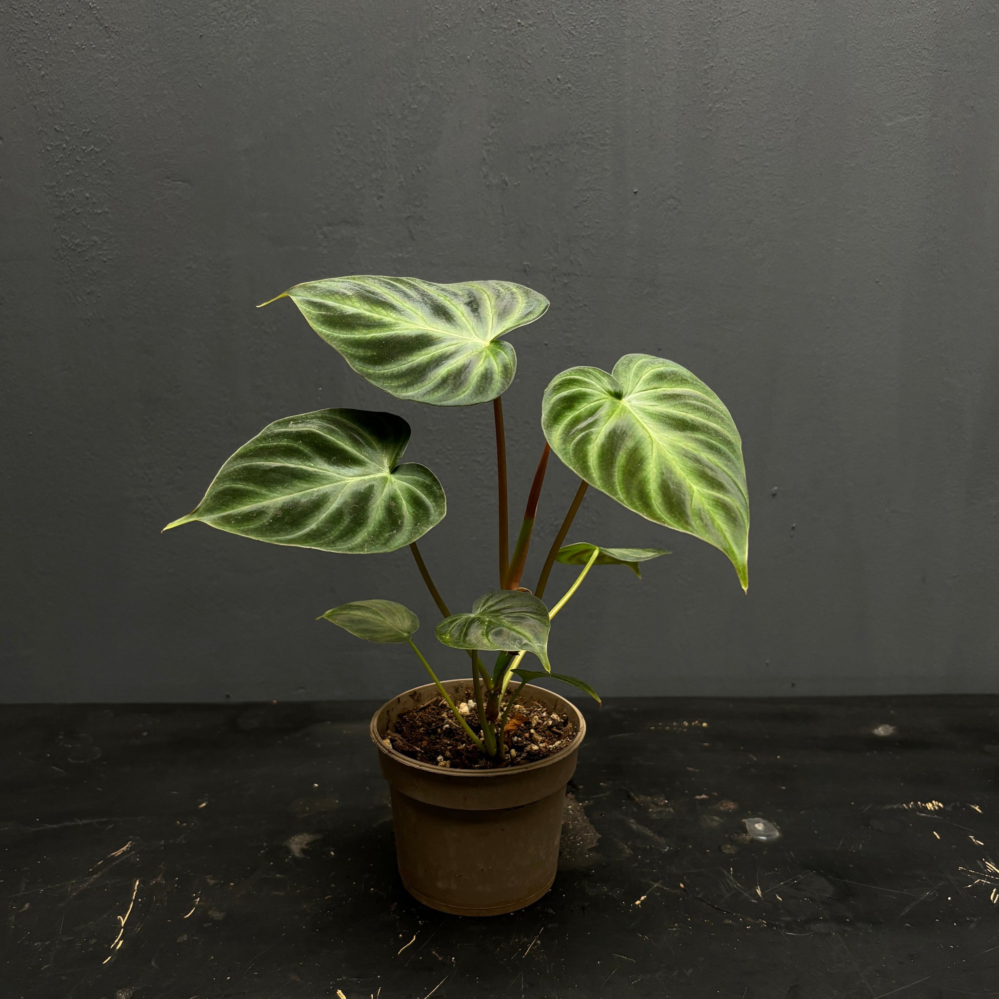 Philodendron verrucosum