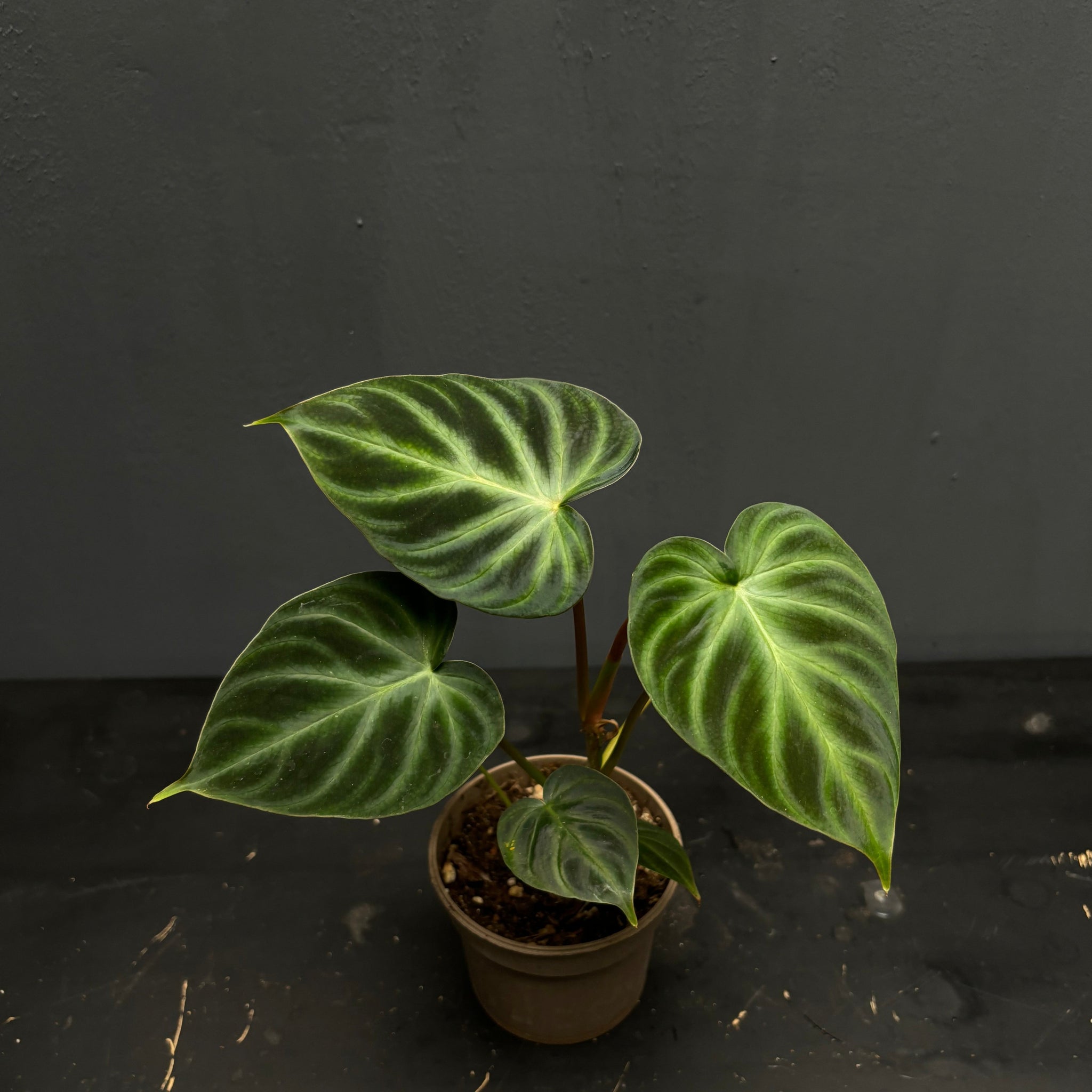 Philodendron verrucosum