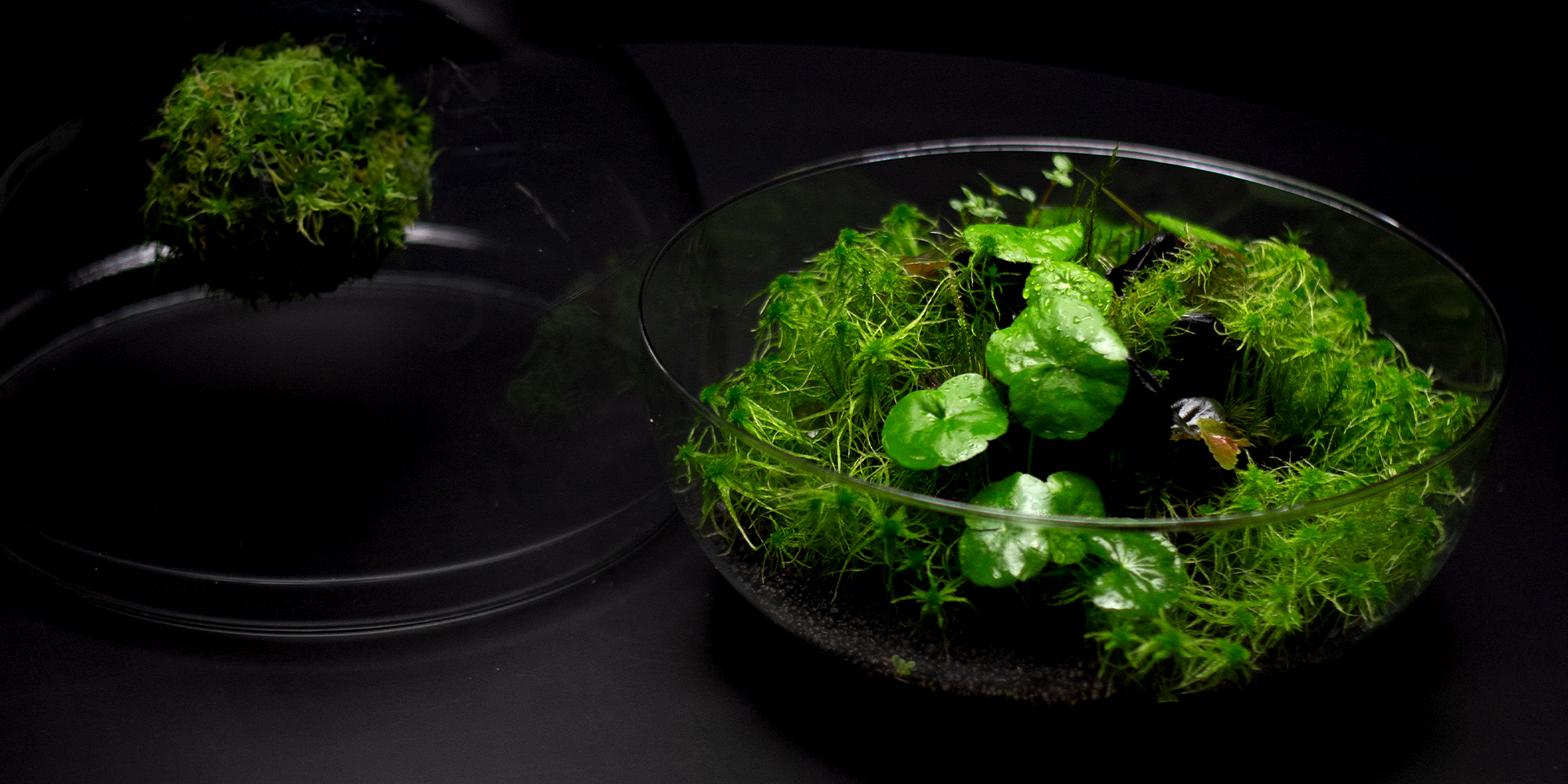 green-mirrors-terrarium